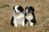 BERGER AUSTRALIEN PUPPIES 890
